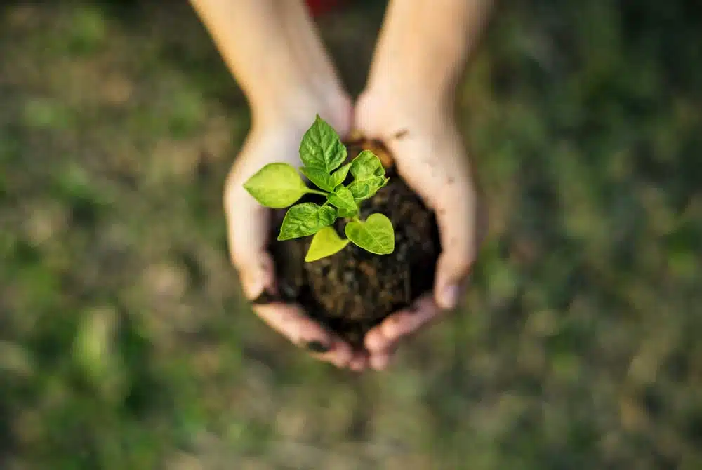 Hands holding a young plant in soil representing Your Company Formations commitment to funding global climate action initiatives