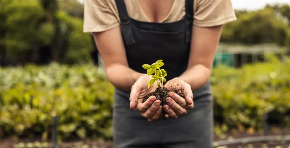 Person in an apron holding a young seedling in soil representing Your Company Formations climate change initiative