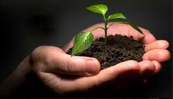 Hands holding soil with small green seedling sprouting, illustrating Sew a Seed this Christmas growth concept